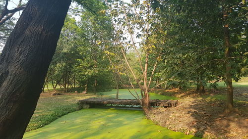 Trees by lake in forest