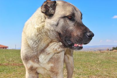 Close-up of dog on field against clear sky