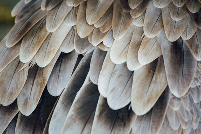 Close-up of feathers of bird