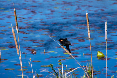 Close-up of insect on lake