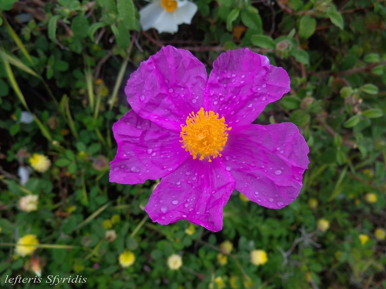 flower, flowering plant, plant, beauty in nature, fragility, vulnerability, petal, freshness, growth, inflorescence, flower head, close-up, focus on foreground, nature, no people, day, purple, pink color, outdoors, wet, pollen