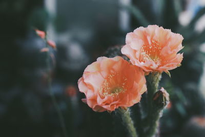 Close-up of orange rose