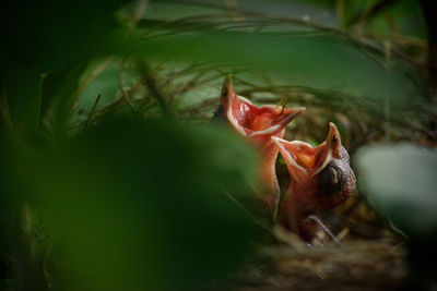 Close-up of birds in nest