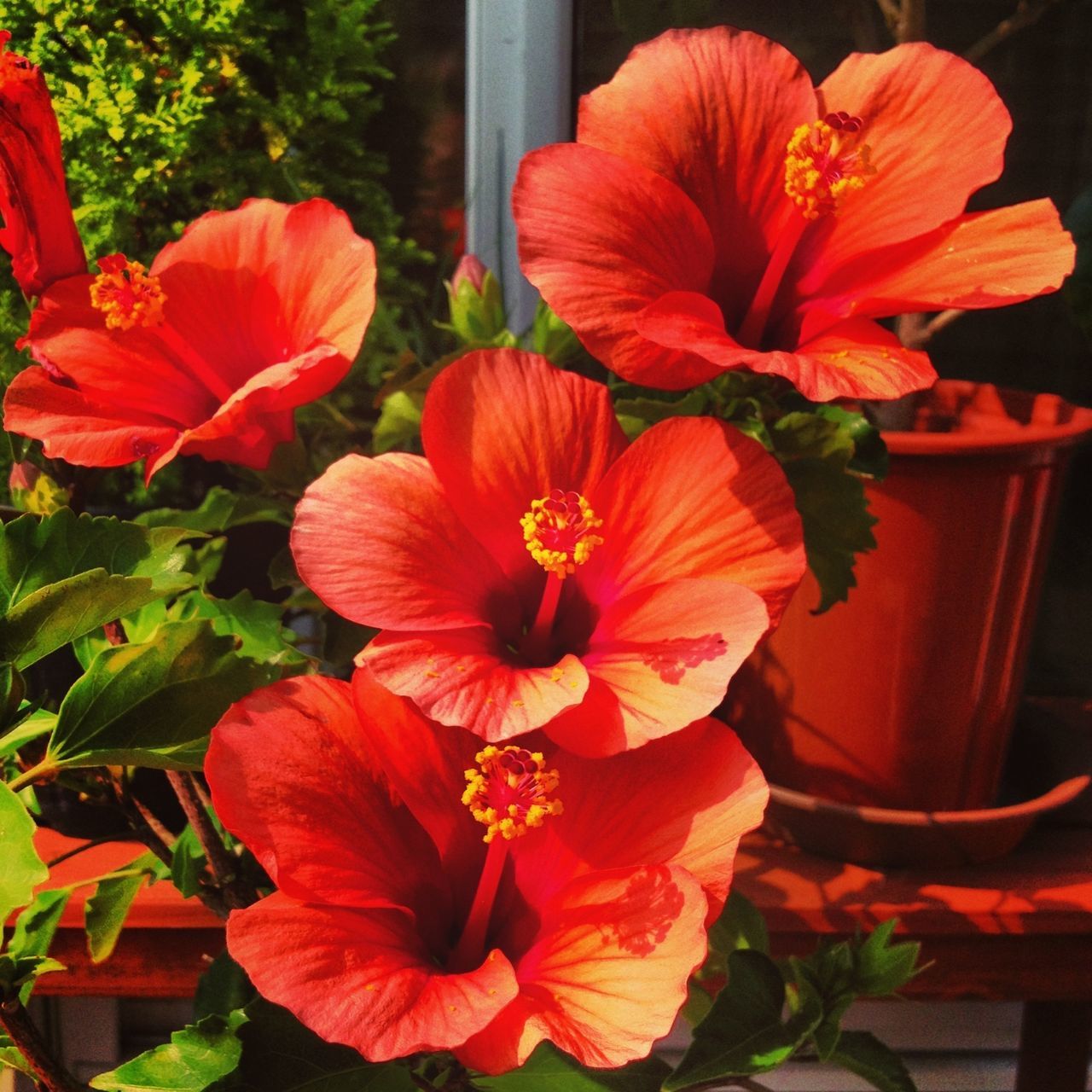 flower, petal, red, freshness, flower head, fragility, growth, plant, beauty in nature, nature, orange color, blooming, close-up, potted plant, indoors, leaf, tulip, no people, day, front or back yard