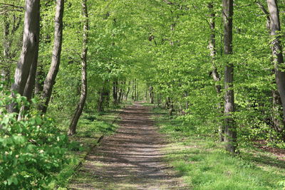 Footpath amidst trees in forest