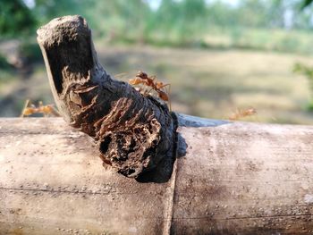 Close-up of lizard on wood