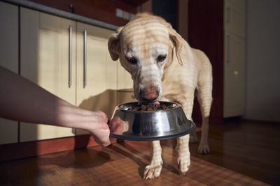 Portrait of dog sitting on table at home