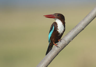 White throated kingfisher on perch with beautiful background