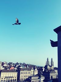 Low angle view of bird flying over buildings in city