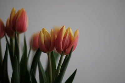 Close-up of tulips against white background