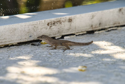 Close-up of lizard on wall