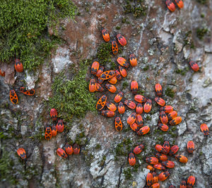 Firebug red insect colony on tree trunk bark. nature macro.