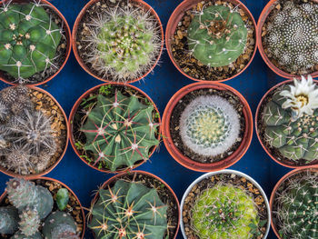 Full frame shot of succulent plants