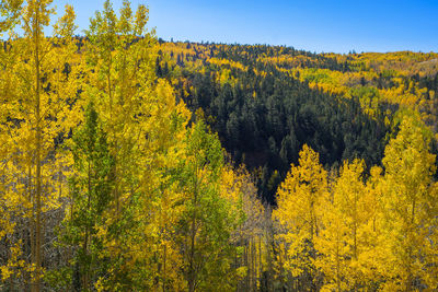 Yellow flowers growing in forest