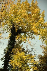 Low angle view of autumnal trees against clear sky