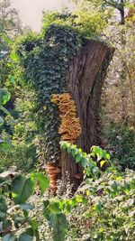 Plants growing on tree