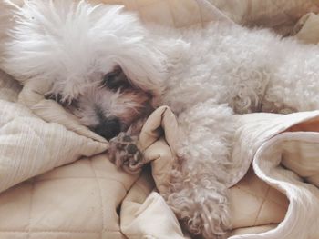 Low section of dog at home