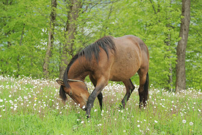 Horses in a field