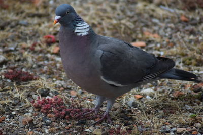 Close-up of pigeon perching on a land