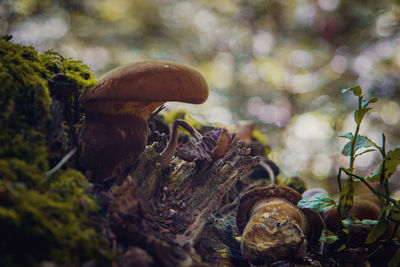 Close-up of mushroom growing on field