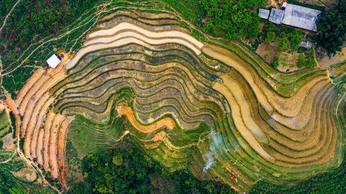 Full frame shot of trees growing on land