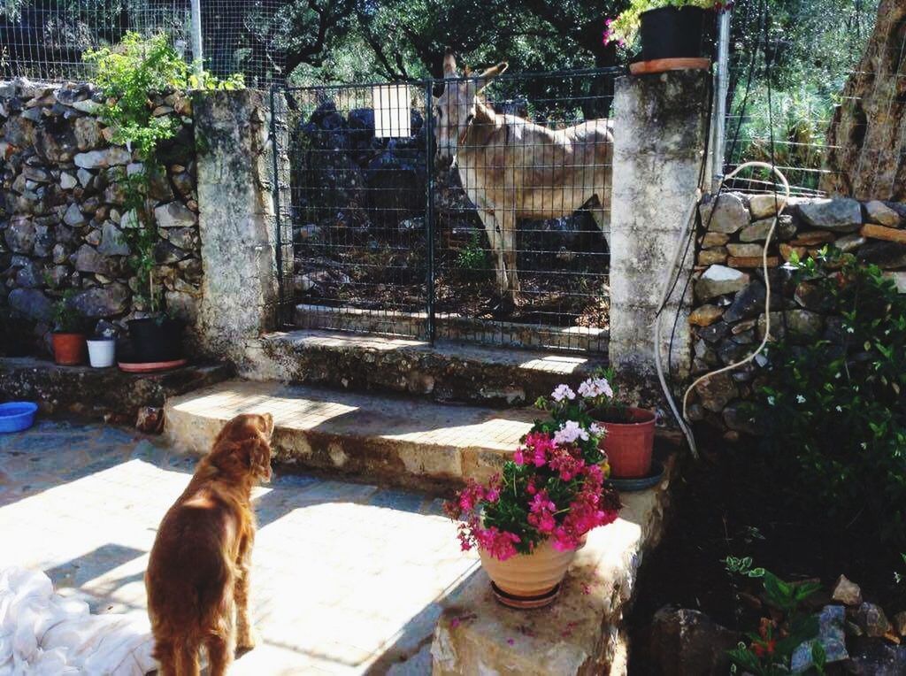 DOG STANDING ON A HOUSE