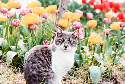 Portrait of a cat