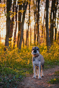 Dog in forest