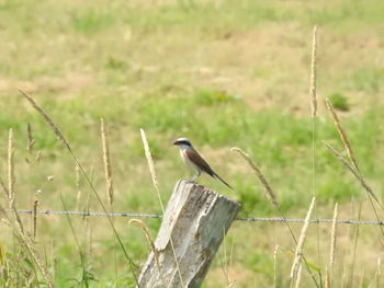 Bird perching on a wood