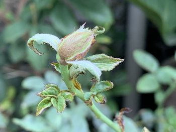 Close-up of flower buds growing outdoors