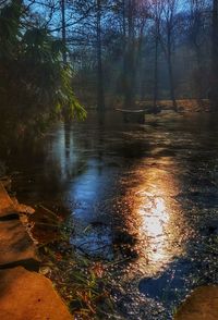 Reflection of trees in water