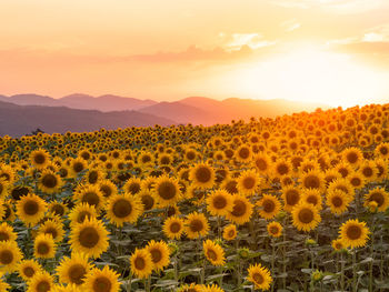 Scenic view of sunflower field against orange sky