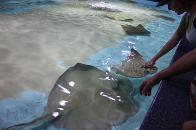 High angle view of fishes swimming in sea at aquarium