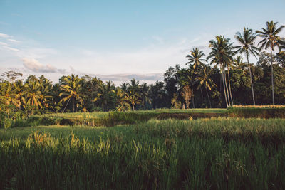 Scenic view of rice field against sky