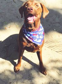 Dog on beach