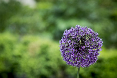 Close-up of purple flower blooming outdoors