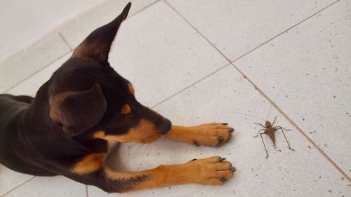 High angle view of dog relaxing on floor at home