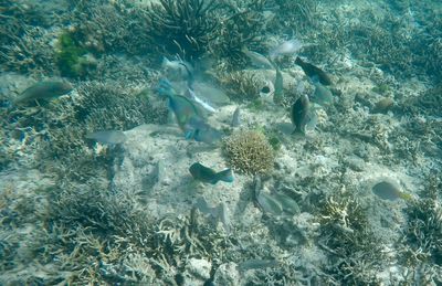 High angle view of fish swimming in sea