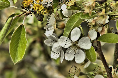 Close-up of white flowering plant