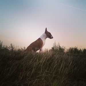 Low angle view of dog against clear sky