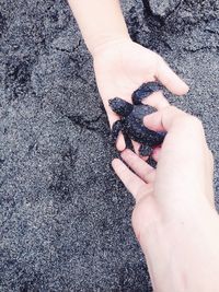 Cropped image of person holding hands