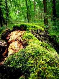 Close-up of moss growing on tree trunk