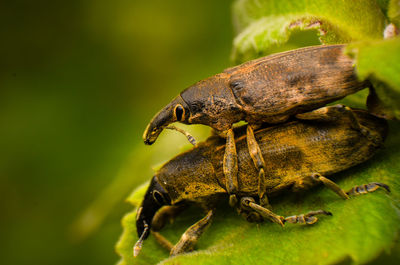 Macro shot of beetles mating on leaf