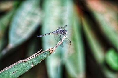 Close-up of grasshopper