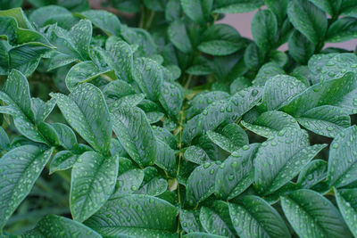 Nature green konjac leaves with raindrop background.