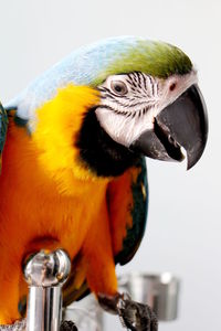 Close-up of a parrot