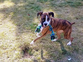 High angle portrait of a dog on field