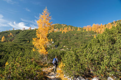 Man and plants by trees against sky