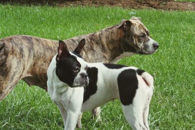 View of two dogs on grassland