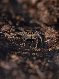 Close-up of spider